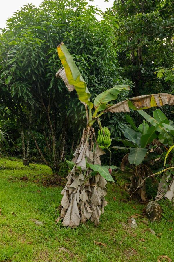 Rainforest Retreat 15 Min From The Beach Luquillo Exterior foto